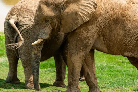 والپیپر فیل با کیفیت 4K · animals · 3840×2563