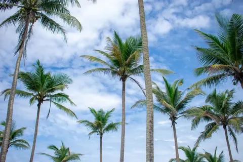 Palm Trees 4K Wallpaper · tropical · 3840×2560