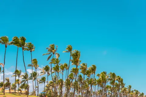 Palm Trees 4K Wallpaper · tropical · 3840×2560