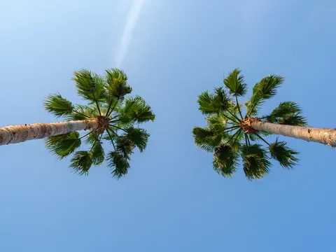 Palm Trees 4K Wallpaper · tropical · 3840×2880