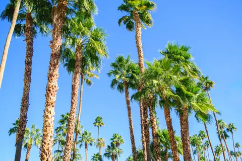 Palm Trees 4K Wallpaper · tropical · 3840×2560