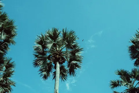 Palm Trees 4K Wallpaper · tropical · 3840×2560