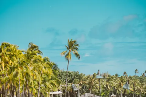 Palm Trees 4K Wallpaper · tropical · 3840×2560