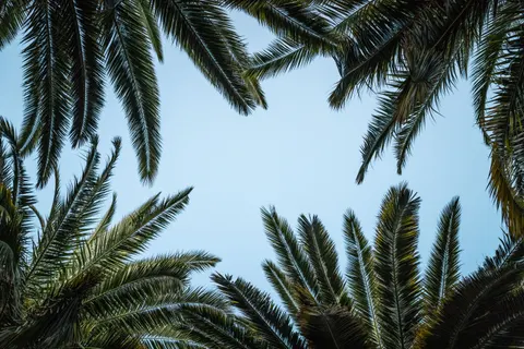 Palm Trees 4K Wallpaper · tropical · 3840×2560