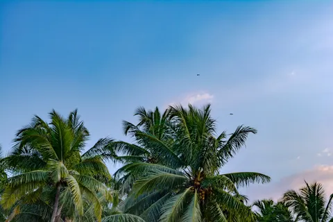 Palm Trees 4K Wallpaper · tropical · 3840×2560