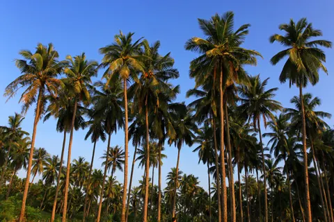 Palm Trees 4K Wallpaper · tropical · 3840×2560