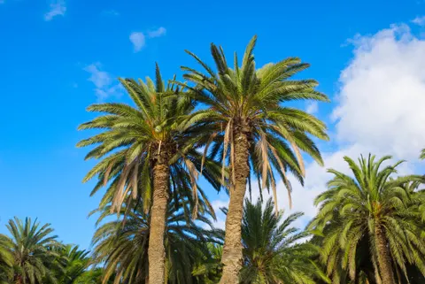 Palm Trees 4K Wallpaper · tropical · 3840×2565
