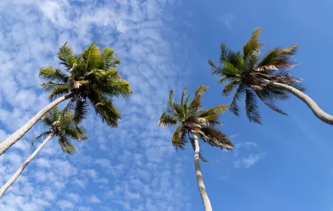 Palm Trees 4K Wallpaper · tropical · 3840×2436