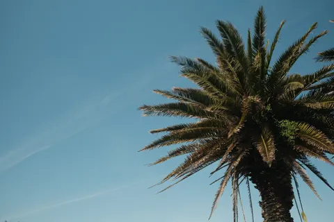 Palm Trees 4K Wallpaper · tropical · 3840×2560