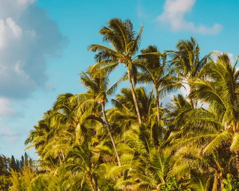 Palm Trees 4K Wallpaper · tropical · 3840×3072