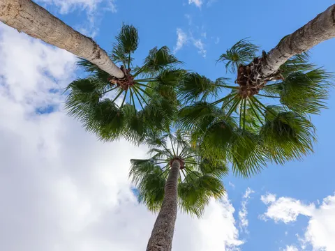 Palm Trees 4K Wallpaper · tropical · 3840×2880
