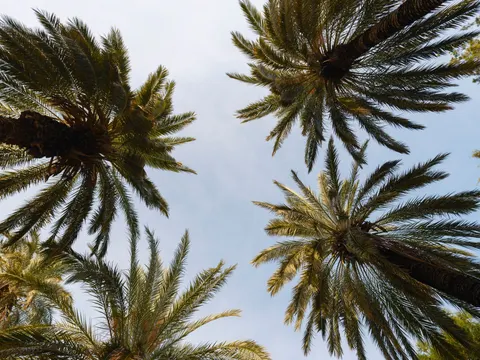 Palm Trees 4K Wallpaper · tropical · 3840×2880