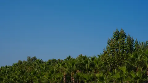 Palm Trees 4K Wallpaper · tropical · 3840×2160