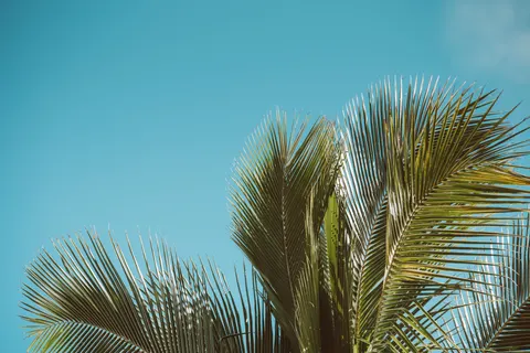 Palm Trees 4K Wallpaper · tropical · 3840×2560