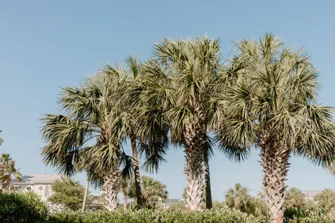 Palm Trees 4K Wallpaper · tropical · 3840×2560