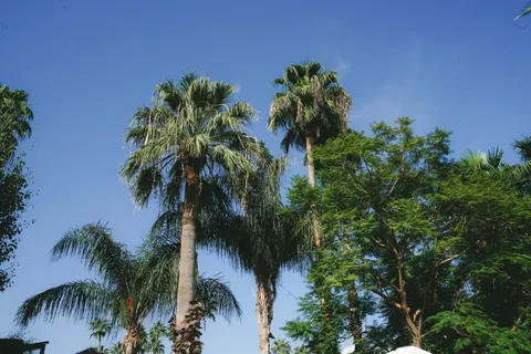 Palm Trees 4K Wallpaper · tropical · 3840×2560