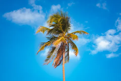 Palm Trees 4K Wallpaper · tropical · 3840×2560