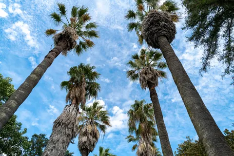 Palm Trees 4K Wallpaper · tropical · 3840×2562