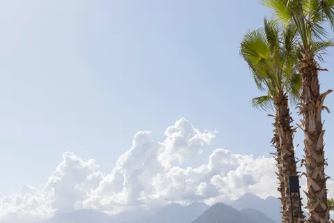 Palm Trees 4K Wallpaper · tropical · 3840×2560