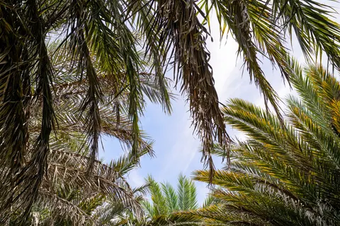 Palm Trees 4K Wallpaper · tropical · 3840×2561