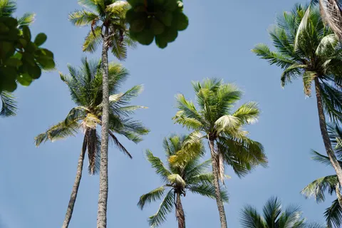 Palm Trees 4K Wallpaper · tropical · 3840×2560