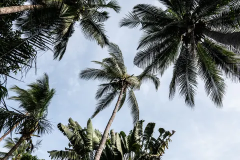 Palm Trees 4K Wallpaper · tropical · 3840×2560