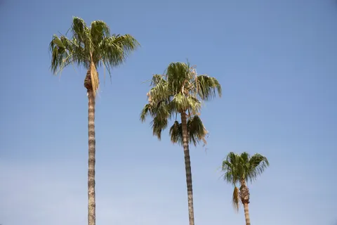 Palm Trees 4K Wallpaper · tropical · 3840×2560