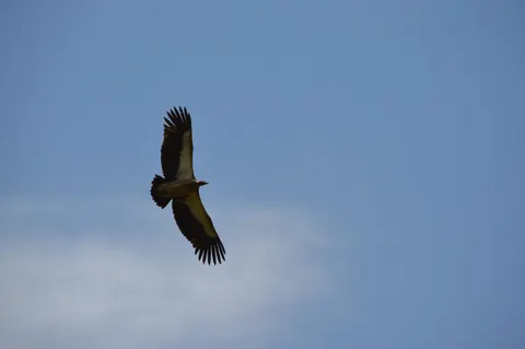 Kartal 4K Duvar Kağıdı · animals · 3840×2553
