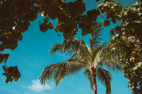 Palm Trees 4K Wallpaper · tropical · 3840×2560