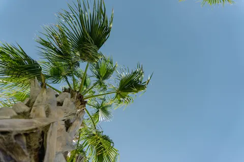 Palm Trees 4K Wallpaper · tropical · 3840×2560