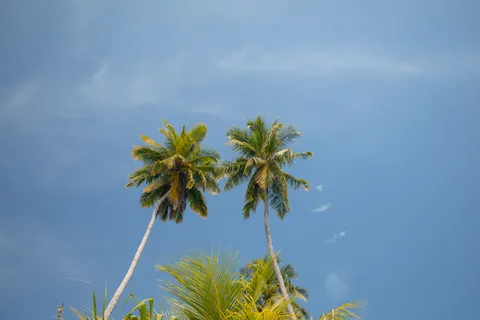 Palm Trees 4K Wallpaper · tropical · 3840×2560