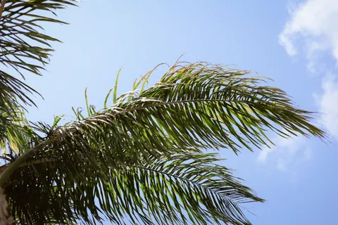Palm Trees 4K Wallpaper · tropical · 3840×2560