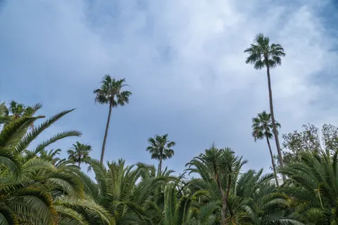 Palm Trees 4K Wallpaper · tropical · 3840×2560