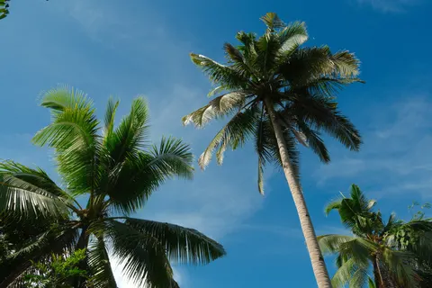 Palm Trees 4K Wallpaper · tropical · 3840×2560