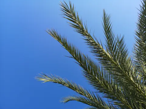 Palm Trees 4K Wallpaper · tropical · 3840×2880