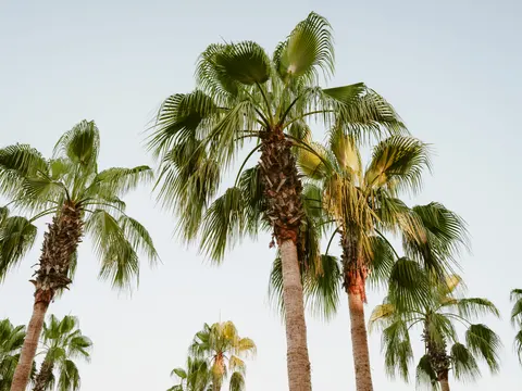 Palm Trees 4K Wallpaper · tropical · 3840×2880