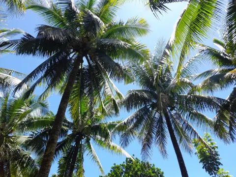 Palm Trees 4K Wallpaper · tropical · 3840×2880