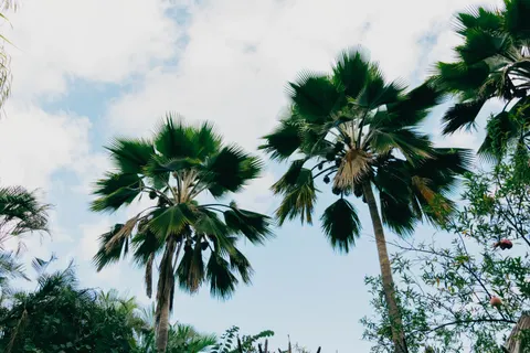 Palm Trees 4K Wallpaper · tropical · 3840×2560