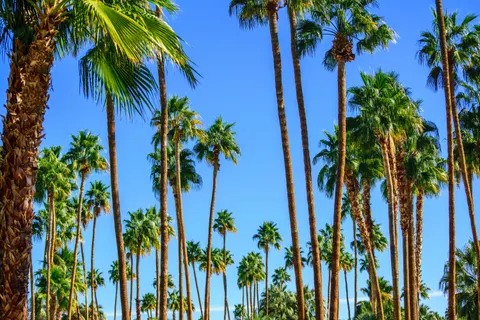 Palm Trees 4K Wallpaper · tropical · 3840×2560
