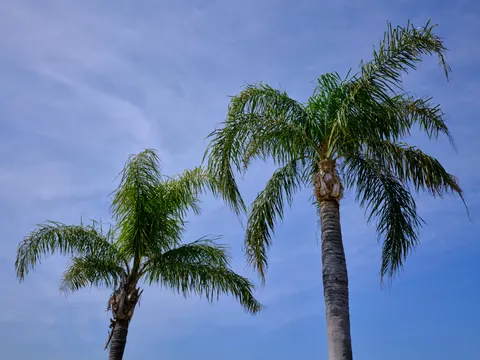 Palm Trees 4K Wallpaper · tropical · 3840×2880