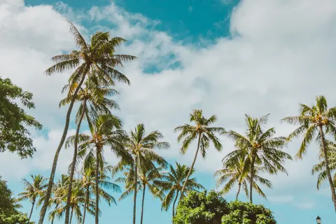 Palm Trees 4K Wallpaper · tropical · 3840×2560