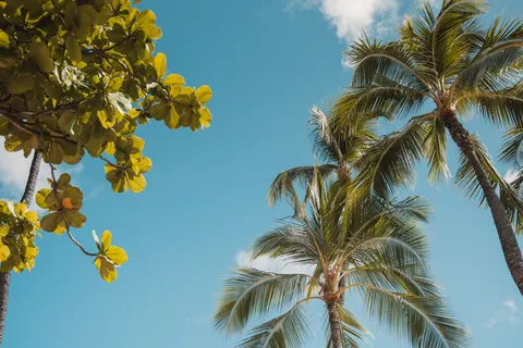 Palm Trees 4K Wallpaper · tropical · 3840×2560