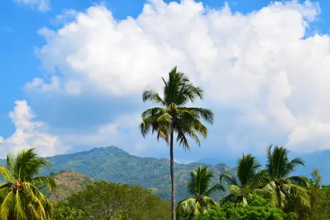 Palm Trees 4K Wallpaper · tropical · 3840×2560