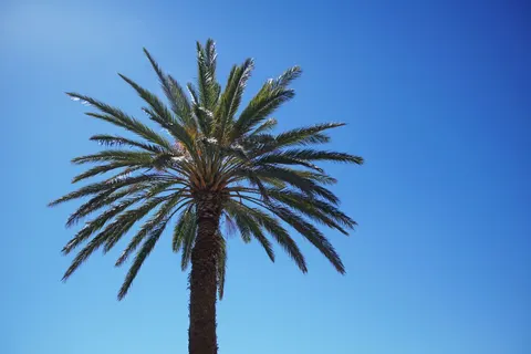 Palm Trees 4K Wallpaper · tropical · 3840×2560