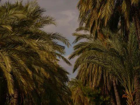 Palm Trees 4K Wallpaper · tropical · 3840×2880