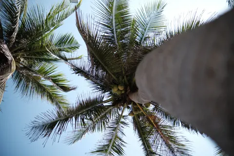 Palm Trees 4K Wallpaper · tropical · 3840×2560
