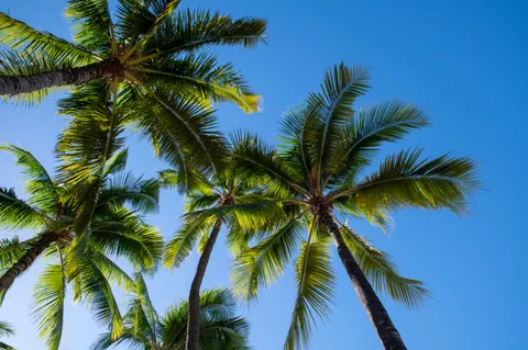 Palm Trees 4K Wallpaper · tropical · 3840×2555