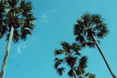 Palm Trees 4K Wallpaper · tropical · 3840×2560
