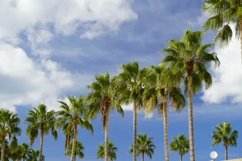 Palm Trees 4K Wallpaper · tropical · 3840×2560