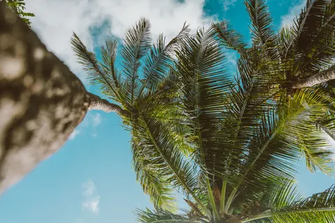 Palm Trees 4K Wallpaper · tropical · 3840×2560